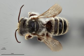 Media type: image;   Entomology 786090 Aspect: habitus dorsal view